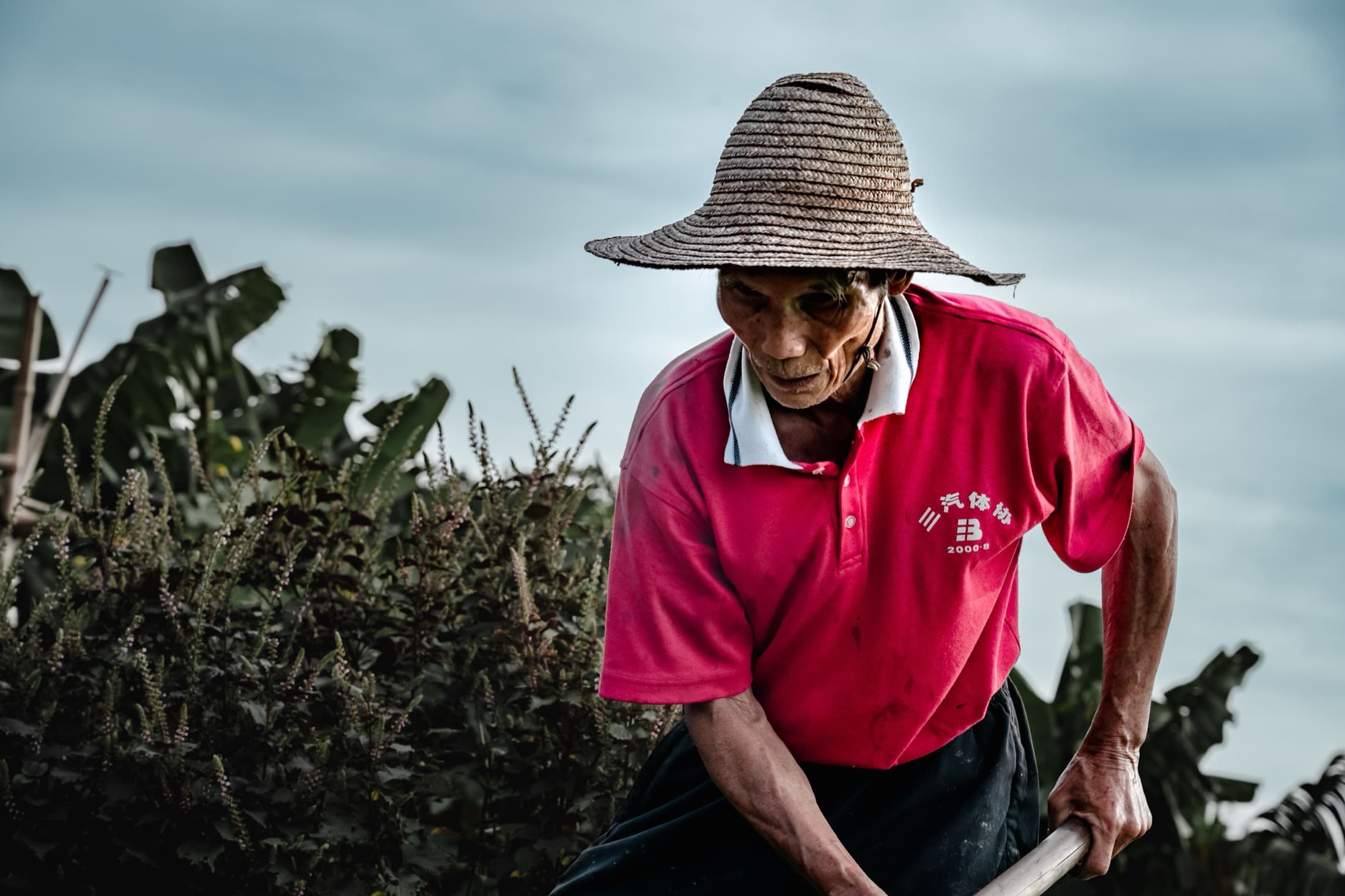 Un agriculteur âgé, courbé sur sa parcelle